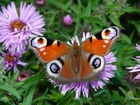 Motyl, Rusałka pawik