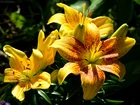 Kwiaty, Żółte, Lilie, Tygrysie