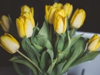 Żółte, Tulipany, Kwiaty