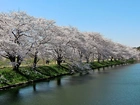 Fukuokazeki, Sakura, Park, Rzeka, Kwitnące, Wiśnie, Spacerowicze
