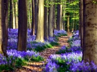 Las, Kwiaty, Ścieżka, Wiosna, Belgia