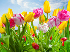Kwiaty, Tulipany, Kolorowe, Kwitnące