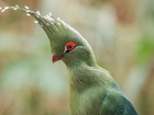 Zielony, Ptak, Turaco