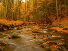 Las, Jesień, Rzeka, Liście