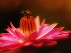 Kwiat, Pszczoła, Makro, Lilia wodna