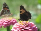 Motyle, Kwiaty, Cynie