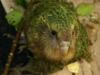 Kakapo, Dziób, Spojrzenie