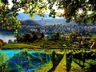 Winnica, Panorama, Miasto,  Spiez, Szwajcaria