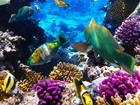Rafa koralowa, Ryby, Morskie głębiny

