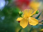 Dziurawiec Hidcote, Żółte, Kwiaty