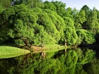 Park, Rzeka, Przebijające, Światło, Odbicie