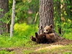 Niedźwiadek, Brunatny, Las, Drzewa