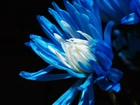 Kwiat, Niebieska, Margerytka