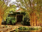 Dom, Ogród, Bambus