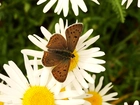 Motyl, Czerwończyk uroczek