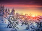 Zima, Ośnieżone Drzewa, Śnieg, Zachód Słońca