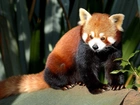 Czerwona, Panda, Drzewo