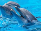 Delfiny, W, Wodzie