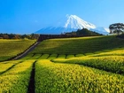 Pola, Drzewa, Droga, Wulkan, Fudżi, Japonia