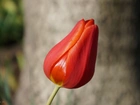Kwiat, Czerwony, Tulipan