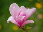Kwiat, Magnolii