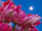 Tulipany, Niebo, Księżyc
