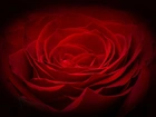 Czerwona, Róża, Makro