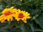 Żółte, Kwiaty, Słoneczniczek szorstki