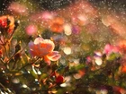 Róże, Kwiaty, Deszcz, Krople