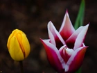 Kwiaty, Wiosenne, Tulipany
