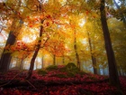 Kolorowy, Las, Drzewa, Liście, Jesień