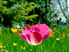 Łąka, Tulipan