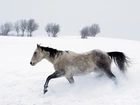 Koń, śnieg, drzewa