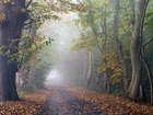 Droga, Drzewa, Jesień, Mgła