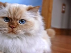 Kot perski, Niebieskie, Oczy