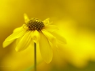 Rudbekia Naga, Żółty, Kwiat