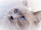 Jasny, Kot, Niebieskie, Oczy