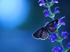 Motyl, Łodyżka, Kwiatki