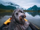 Pies, Łódka, Jezioro, Góry