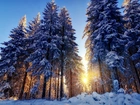 Zima, Śnieg, Las, Promienie, Słońca