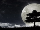Księżyc, Gwiazdy, Drzewo