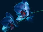 Kwiat, Orchidea, Niebieska, Storczyk