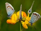 Motyle, Motylki, Żółty, Kwiatek