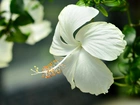 Hibiskus, Biały, Kwiat