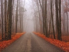 Droga, Jesień, Las, Mgła