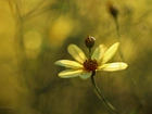 Nachyłek okółkowy Moonbeam, Żółty, Kwiat