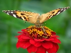 Motyl, Rusałka, Osetnik, Kwiat, Cynia