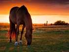Koń, Łąka, Zachód Słońca