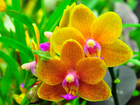 Żółte, Kwiaty, Orchidea