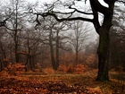 Jesień, Drzewa, Las, Mgła